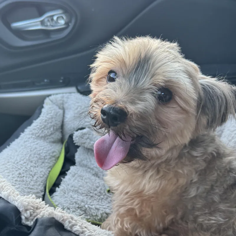 An adult small-sized male Brown / Chocolate Yorkshire Terrier dog named Gustavo for adoption in Lantana, FL