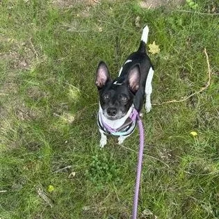 A senior small-sized male Rat Terrier dog named Alfalfa for adoption in Worcester, MA