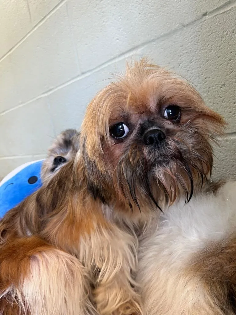 A young small-sized female Shih Tzu dog named Wiggles for adoption in Auburn, IN