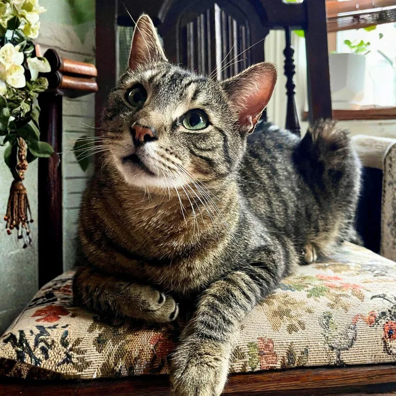 An adult medium-sized male Domestic Short Hair cat named Clyde for adoption in Brooklyn, NY