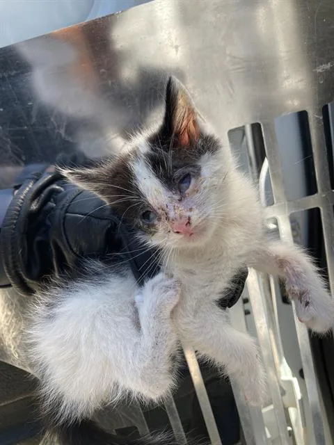 A baby small-sized male Domestic Short Hair cat named Kid for adoption in Dallas, TX