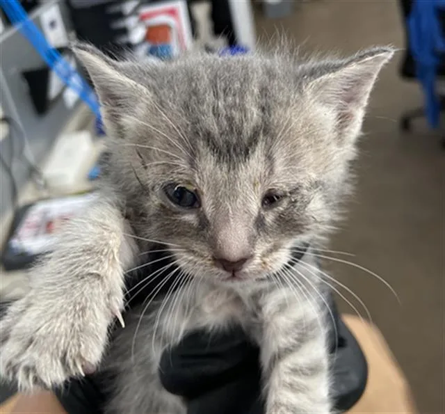 A baby medium-sized female Domestic Short Hair cat named Dorothea for adoption in Dallas, TX