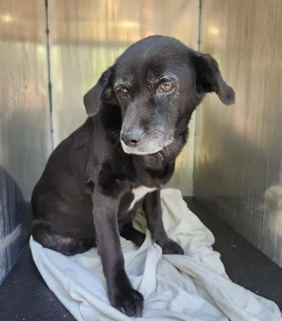A senior medium-sized female Labrador Retriever dog named Princess for adoption in San Antonio, TX