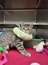A young medium-sized female Tabby (Brown / Chocolate) Domestic Short Hair cat named Lucky for adoption in Manitowoc, WI