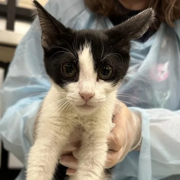 An adult small-sized male Domestic Short Hair cat named Elvis for adoption in Des Moines, IA