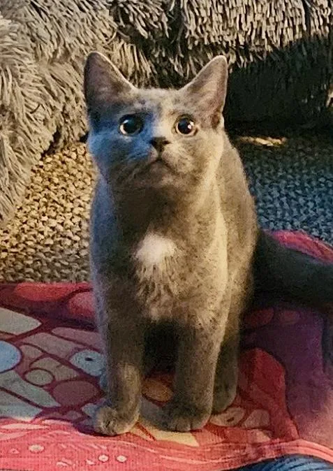 An adult medium-sized male Gray / Blue / Silver Domestic Short Hair cat named Rauru for adoption in Seven Valleys, PA