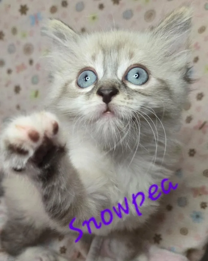 Snowpea thumbnail 4