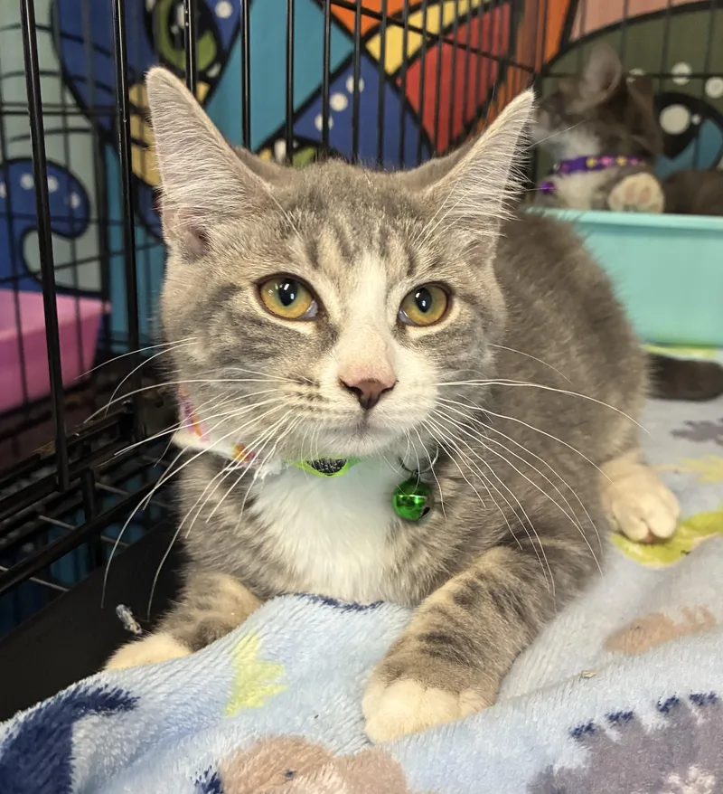 A baby medium-sized female Tabby (Gray / Blue / Silver) Domestic Short Hair cat named Sprite for adoption in Breinigsville, PA