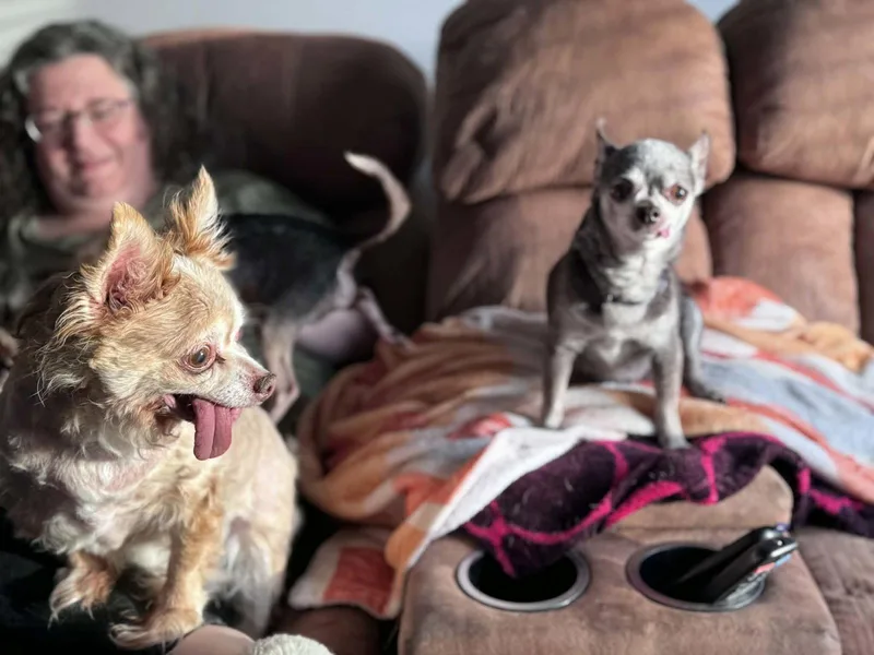 A senior small-sized male Chihuahua dog named Bilbo for adoption in O'Fallon, MO