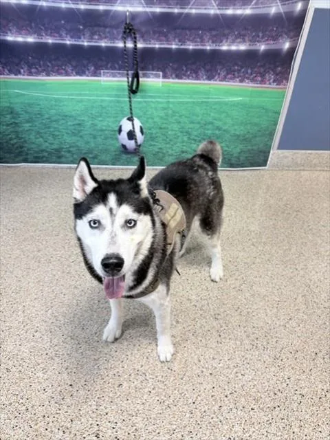 Balto