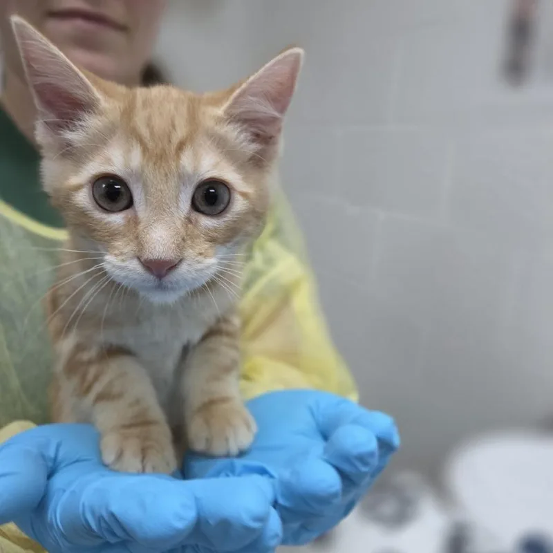 A baby small-sized male Orange / Red Domestic Short Hair cat named Carrot for adoption in Incline Village, NV