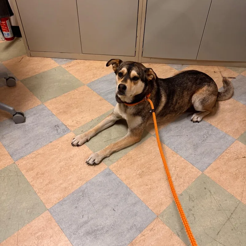 An adult medium-sized female Yellow / Tan / Blond / Fawn German Shepherd Dog dog named Koda for adoption in Upland, CA