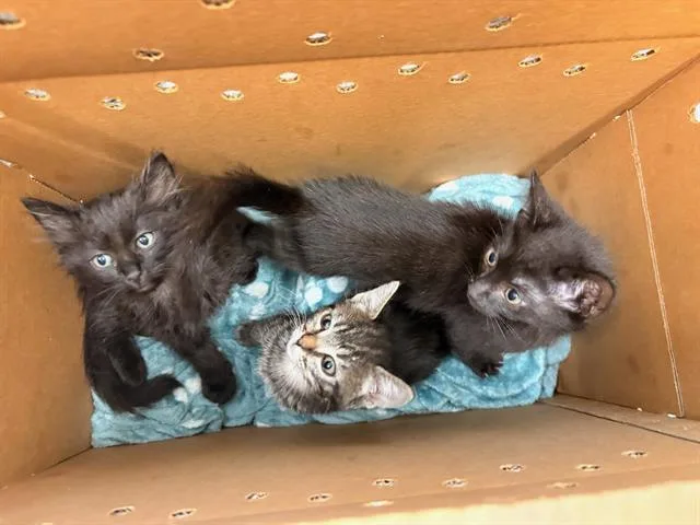 A baby small-sized male Domestic Short Hair cat named Oliver for adoption in Tustin, CA
