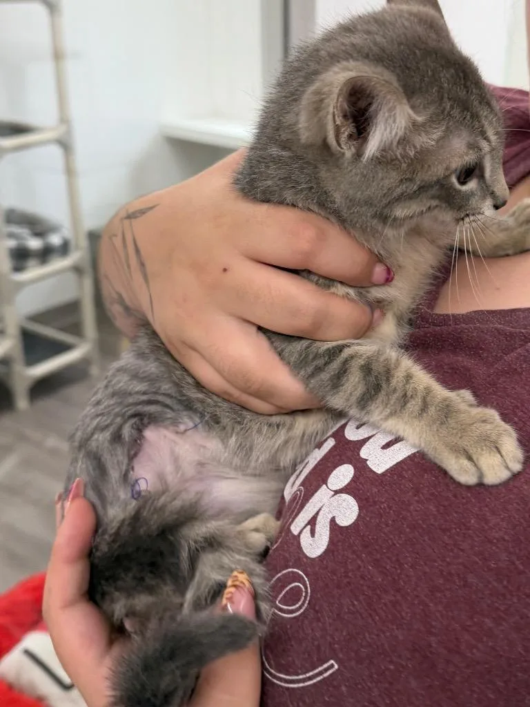 A baby small-sized male Domestic Short Hair cat named Sheldon for adoption in Glenfield, NY