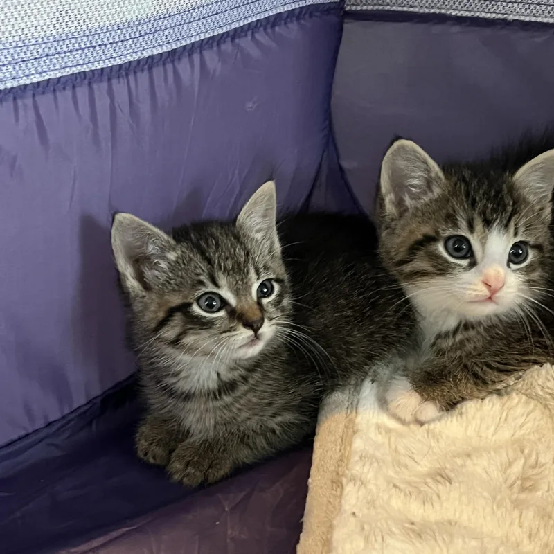 A baby small-sized female Tabby (Buff / Tan / Fawn) Domestic Short Hair cat named Peppa for adoption in Manorville, NY