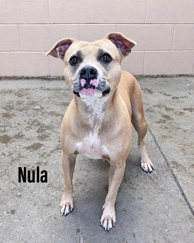 Nula
