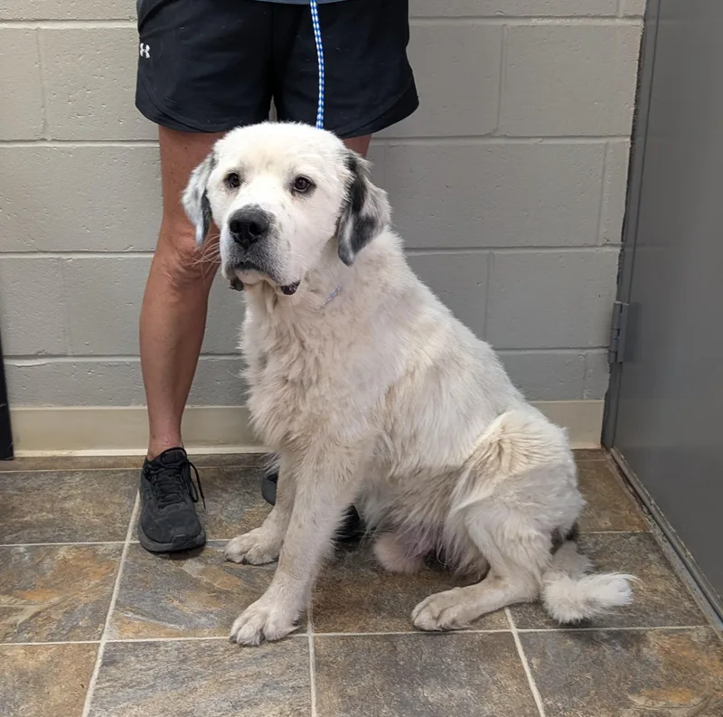 An adult large-sized male White / Cream Great Pyrenees dog named Rodeo for adoption in Parsons, KS