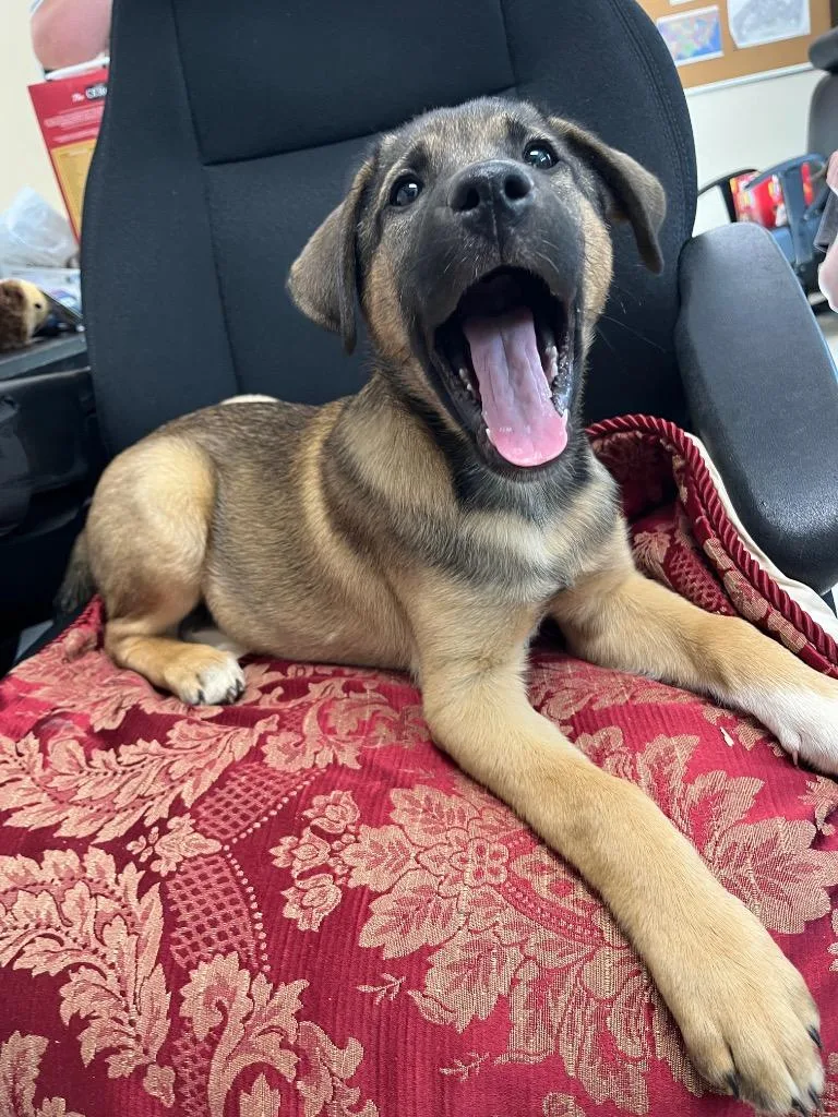 A baby medium-sized male German Shepherd Dog dog named Casper for adoption in Mount Gilead, NC