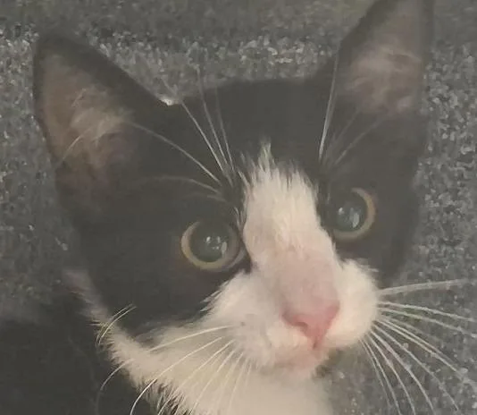 A baby medium-sized female Domestic Short Hair cat named Oreo for adoption in Brenham, TX