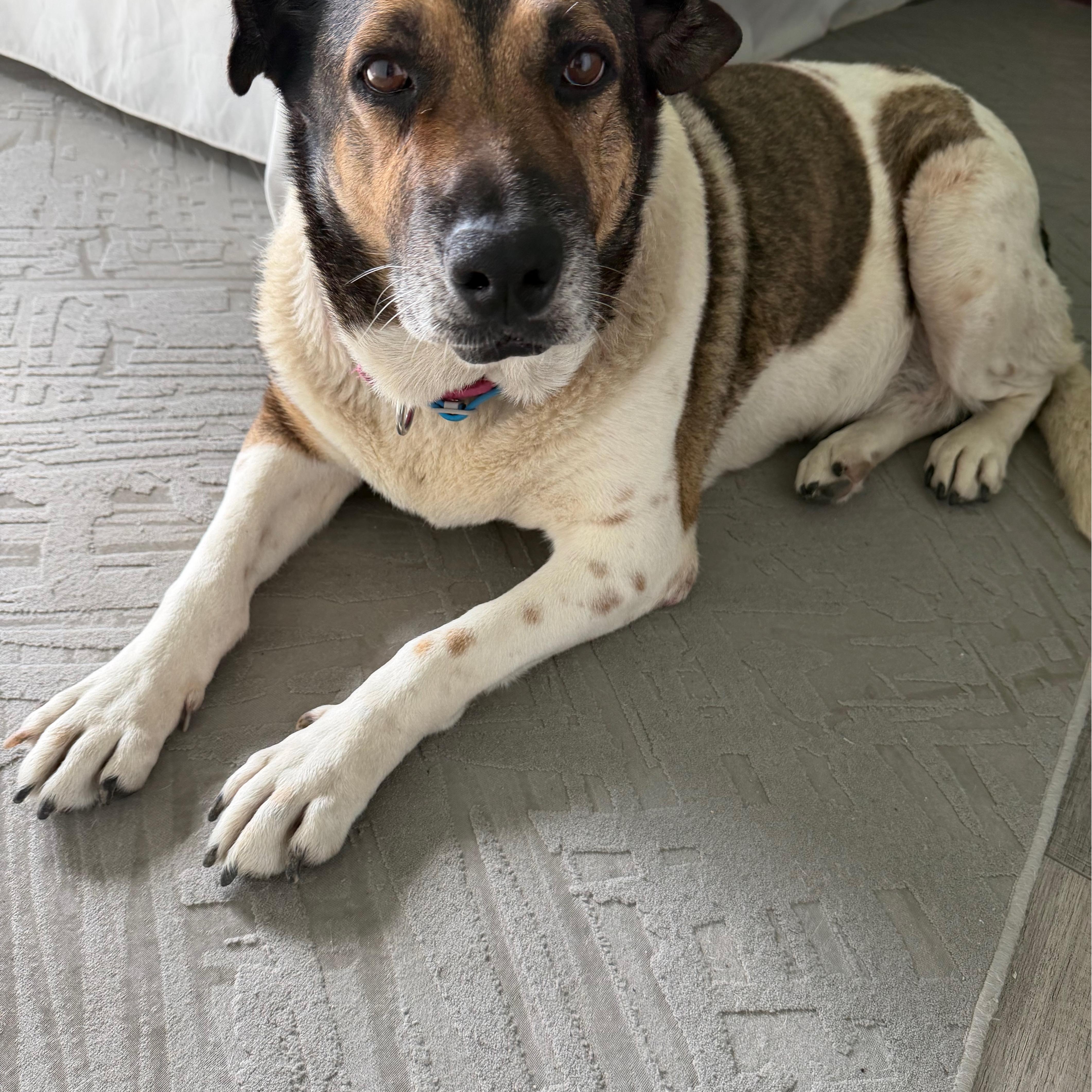 A senior large-sized female Bicolor Black Mouth Cur dog named Reyna for adoption in San Diego, CA