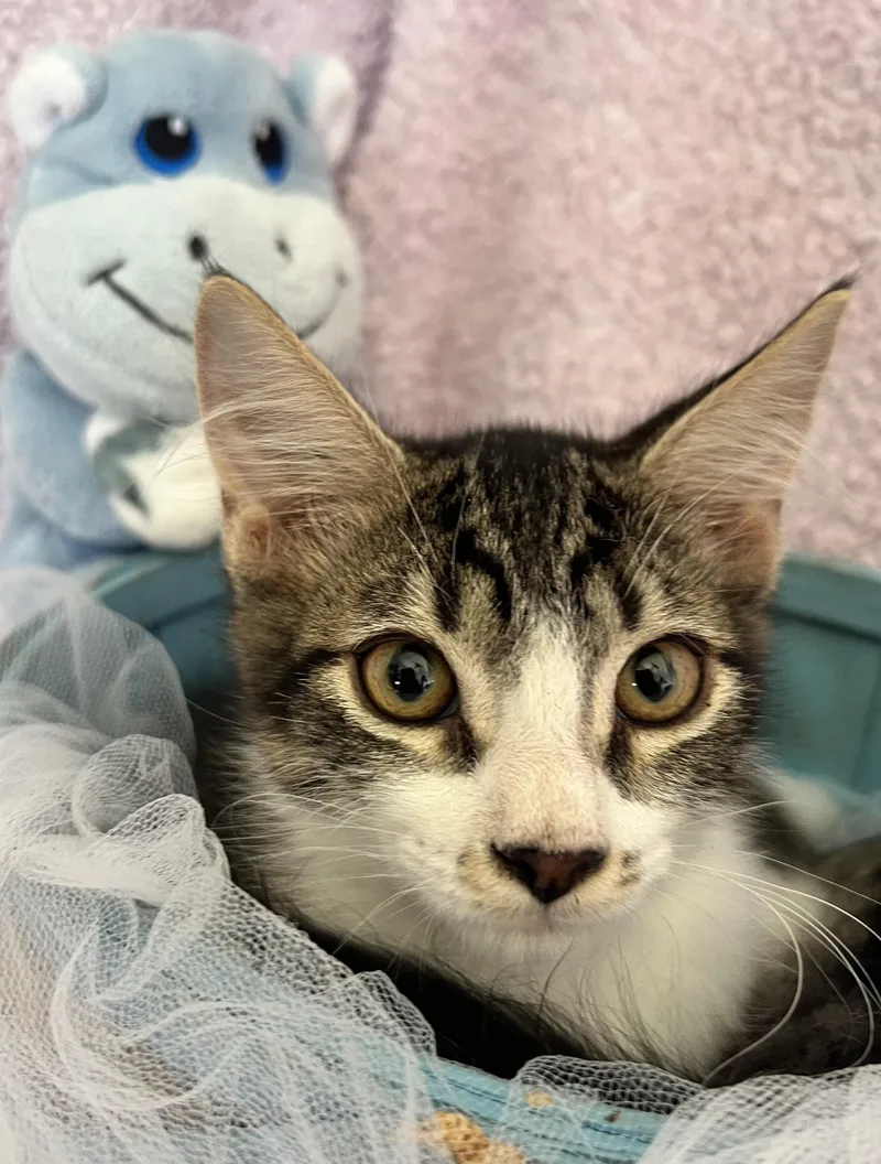 A young medium-sized male Tabby cat named Conch for adoption in Saint Augustine, FL