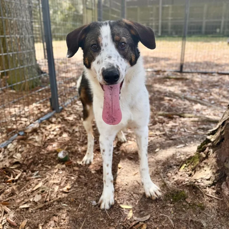 Shepherd thumbnail 3