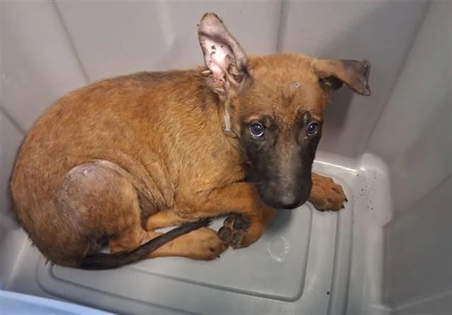 A baby small-sized male Belgian Shepherd / Malinois dog named A for adoption in Gardena, CA