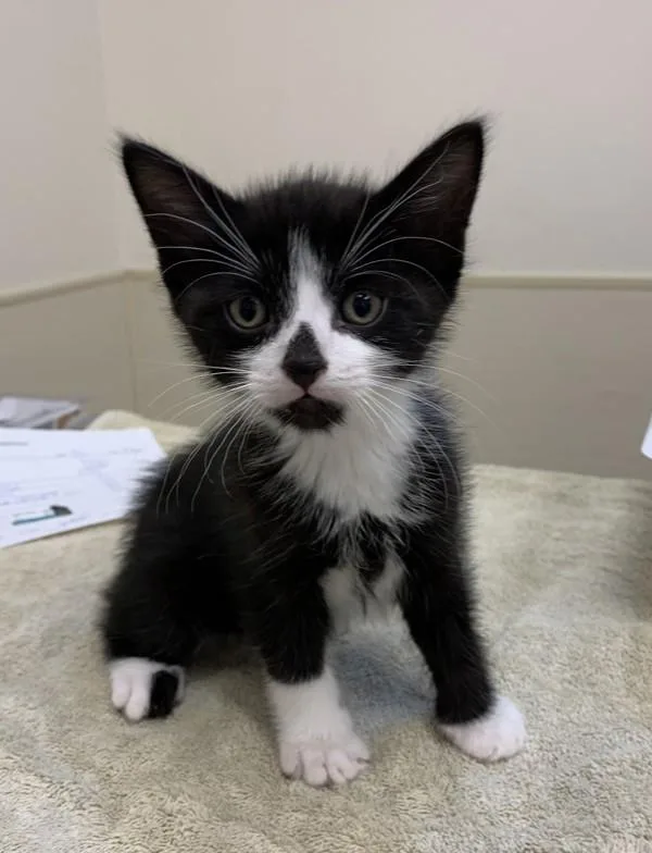 A baby small-sized male Domestic Short Hair cat named Mayor McCheese for adoption in Santa Rosa, CA