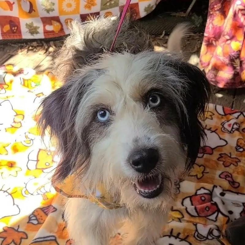 An adult medium-sized female Australian Shepherd dog named Lucy for adoption in Woolwich, ME