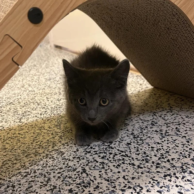 An adult small-sized male Gray / Blue / Silver Domestic Short Hair cat named Chile for adoption in Fresno, CA