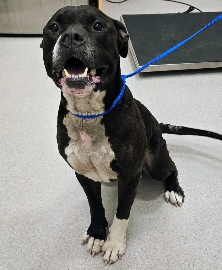 An adult medium-sized male Brindle Pit Bull Terrier dog named Courage for adoption in Amityville, NY