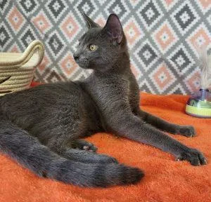 A young medium-sized male Domestic Short Hair cat named Barry for adoption in Bucyrus, OH