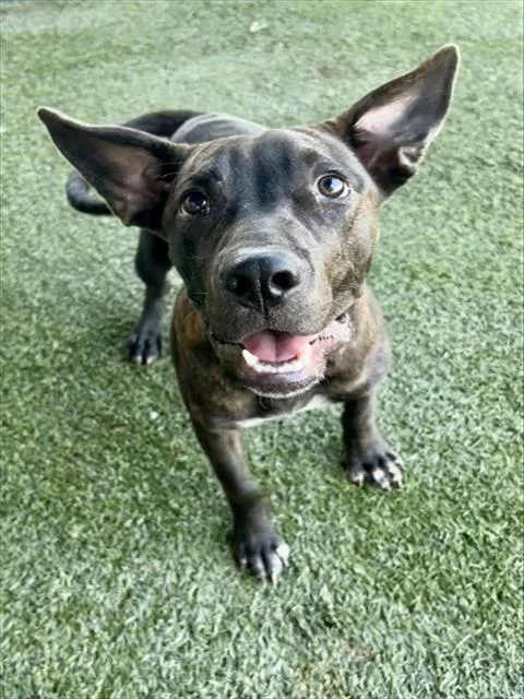 A young medium-sized male Terrier dog named Charlie for adoption in Miami, FL