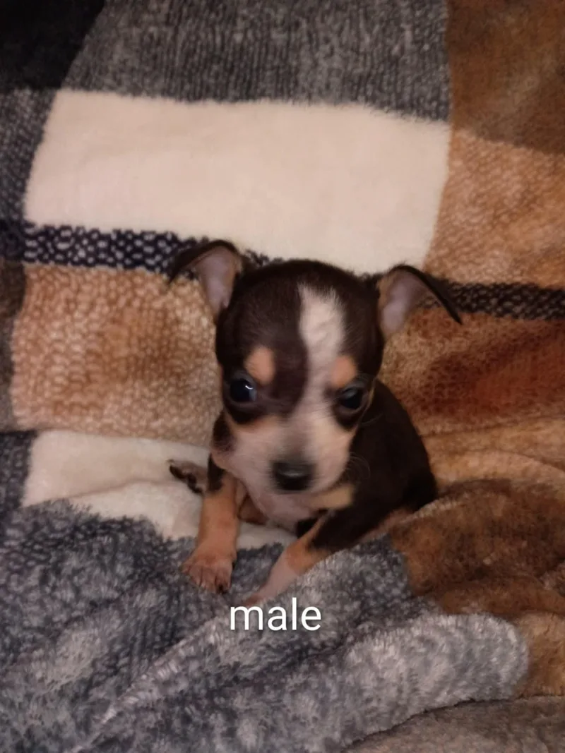 Max