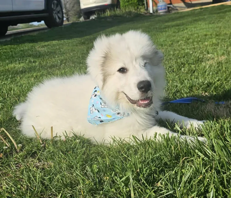 A young medium-sized male Great Pyrenees dog named Sebastian In Ny for adoption in Croydon, NH