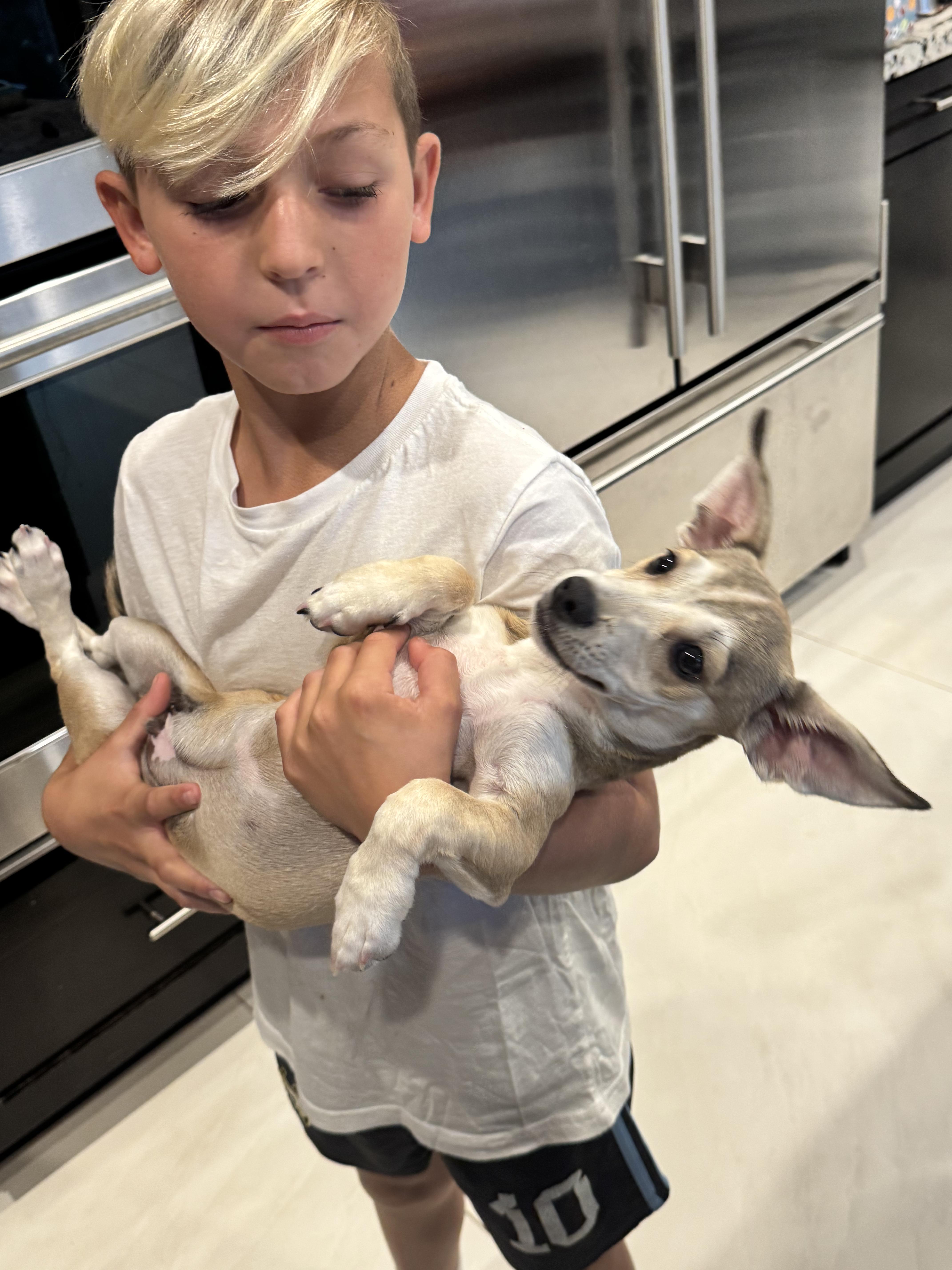 A baby small-sized male Yellow / Tan / Blond / Fawn Dachshund dog named Ryder for adoption in San Diego, CA