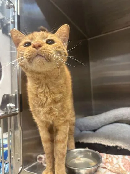 An adult large-sized male Domestic Short Hair cat named Rick for adoption in Lafayette, IN