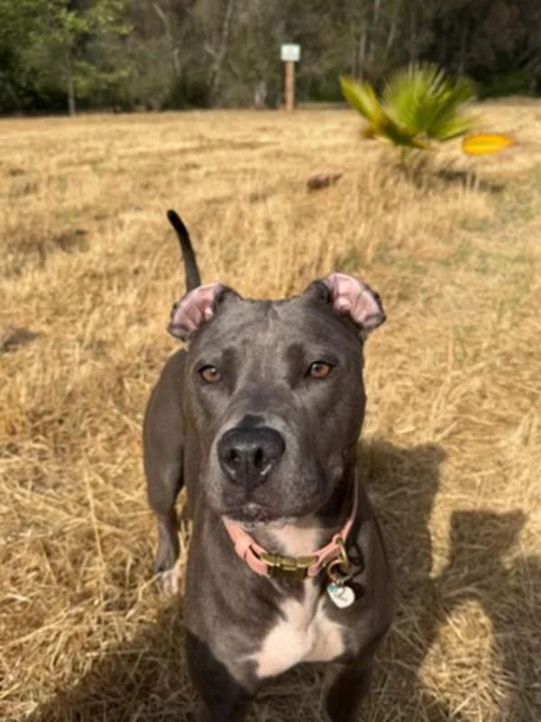 A young medium-sized female Pit Bull Terrier dog named Imiza for adoption in San Diego, CA