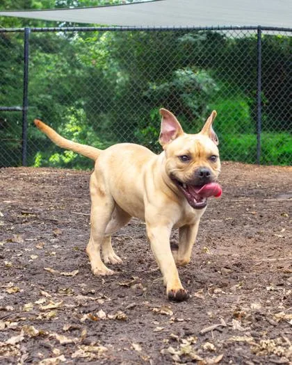 A young medium-sized male Mixed Breed dog named Piano for adoption in Chamblee, GA