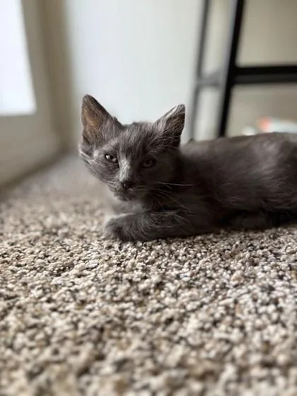 A baby small-sized male Domestic Short Hair cat named Fruity Pebbles for adoption in Roseville, CA