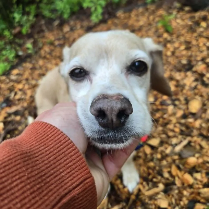 A senior small-sized female Cocker Spaniel dog named Maya for adoption in Severn, MD