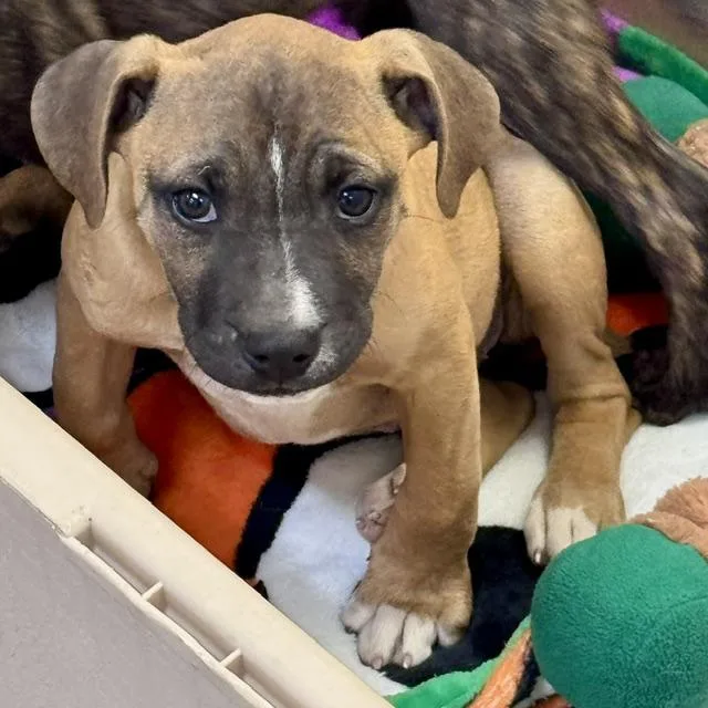 A baby medium-sized female Boxer dog named Blair for adoption in Wilmington, OH