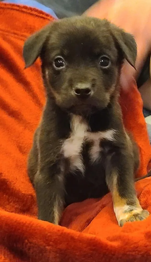 Chimichanga