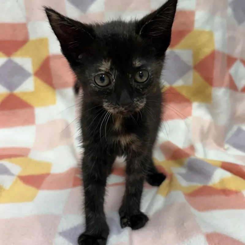 A baby small-sized female Tortoiseshell Domestic Short Hair cat named Lily for adoption in West Point, MS