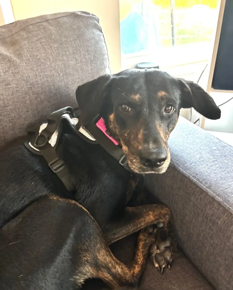 An adult medium-sized female Labrador Retriever dog named Jessica The Sweetie Pie for adoption in Houston, TX