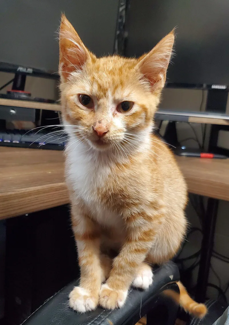A baby small-sized male Orange / Red Domestic Short Hair cat named Kp for adoption in Kansas City, MO