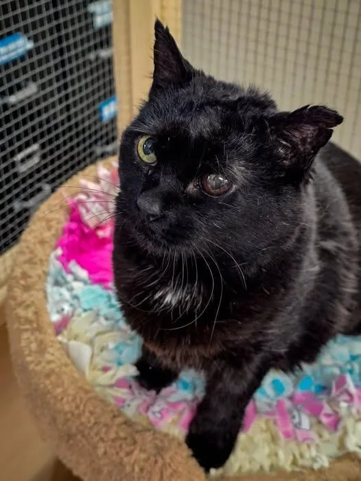 Gatita