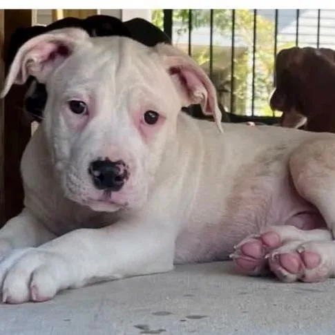 A baby medium-sized male White / Cream Mixed Breed dog named Ray for adoption in Alexandria, VA