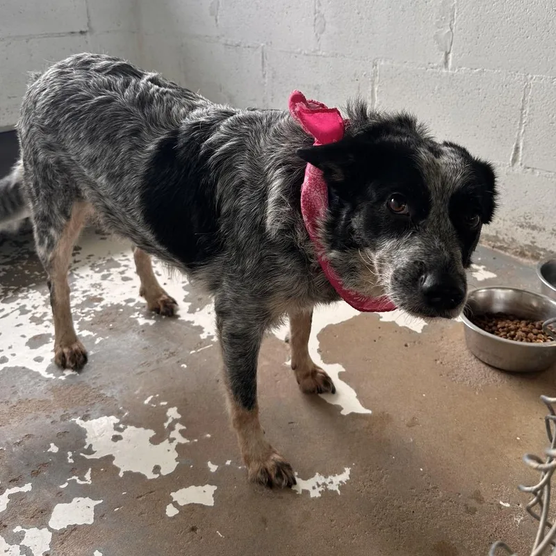 An adult medium-sized female Black Australian Cattle Dog / Blue Heeler dog named Rosie for adoption in Edinburg, TX