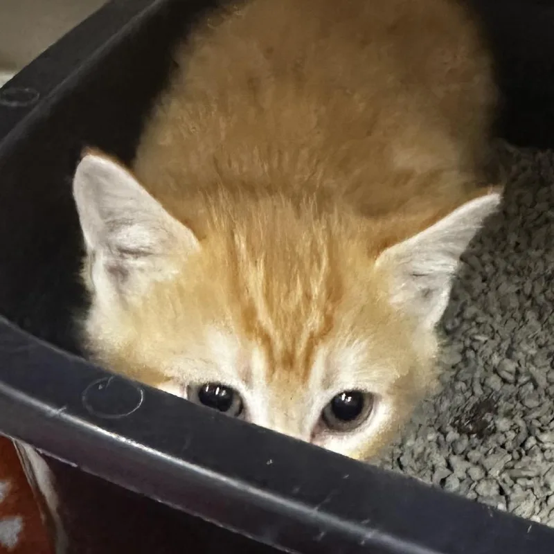 A baby small-sized female Orange / Red Domestic Short Hair cat named Molly for adoption in Hinsdale, IL